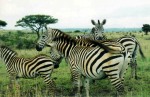 Zebras in Nairobi